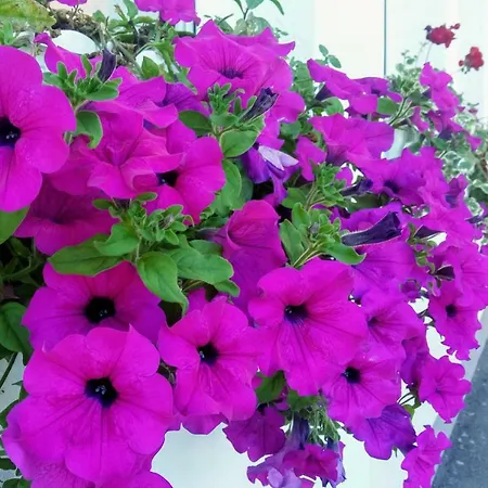 בית הארחה Apartments&rooms Mido ויסוקו